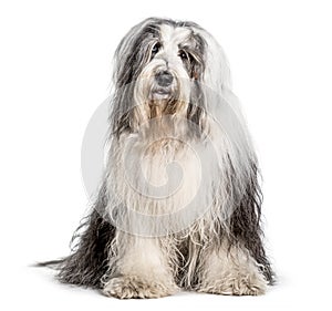 Bobtail sitting against white background photo