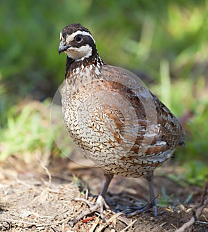 Bobwhite