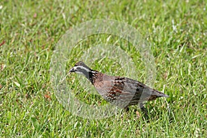 Bobwhite quail