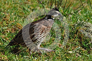 Bobwhite quail photo