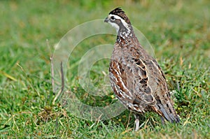 Bobwhite quail