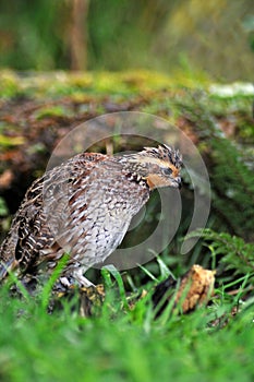 Bobwhite quail