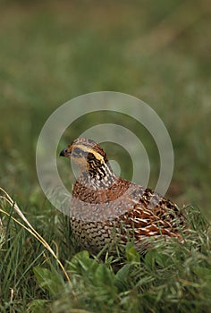 Bobwhite Quail