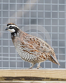 Bobwhite Quail