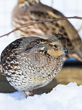 Bobwhite Quail