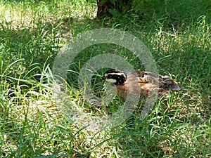 Bobwhite Quail in the grass