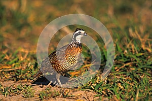 Bobwhite Quail Male