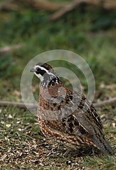Bobwhite Quail Male