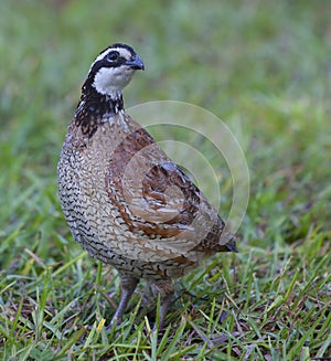 Bobwhite quail