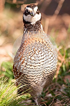 Bobwhite Quail Portrait
