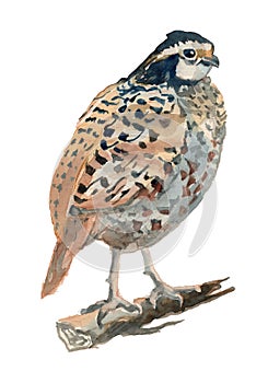 The bobwhite quail. Watercolor hand painted drawing of bird