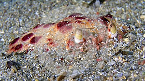Boc Crab, Cabo Cope Puntas del Calnegre Regional Park, Spain photo