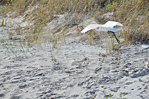 Egret flies along the Boca Raton Beach Duneline photo