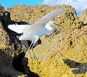 Egret flies over rocks on Boca Beach photo