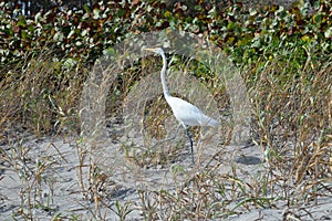 Egret strolls along the Boca Beach Dunes photo