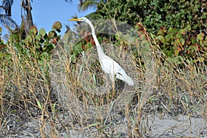 Egret walks the Boca Raton Beach Duneline photo