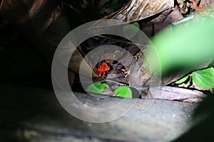 Bocas del Toro Red Frog photo