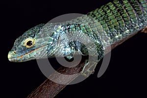 Bocourt`s arboreal alligator lizard Abronia vasconcelosii