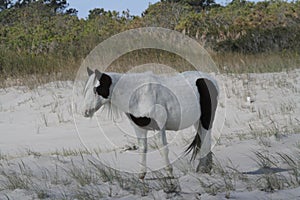Assateague Stallion Bodacious Bob photo