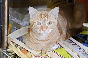 Bodega Cat