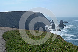 Bodega Head Horizons and Groundcover