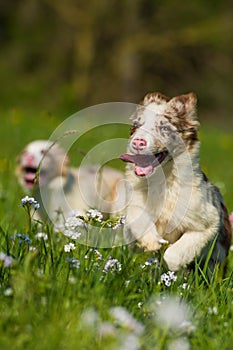 Boder collie puppies in a meadow