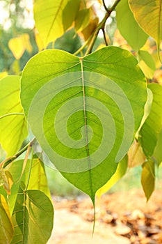 Bodh Leaf