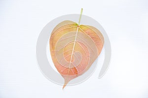 Bodh tree leaf
