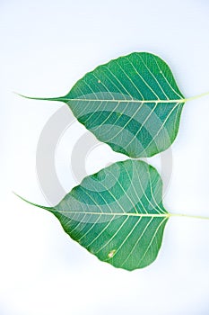 Bodh tree leaf