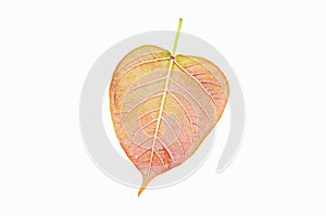 Bodh tree leaf