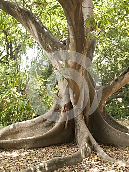 Bodhi or Bo tree Ficus religiosa L. the sacred tree of India photo