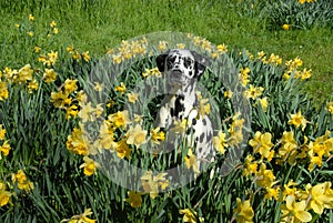 Bodhi the dalmatian in spring daffodils