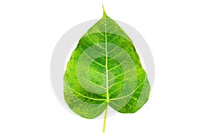 Bodhi or fig leaf