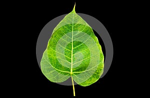 Bodhi or fig leaf