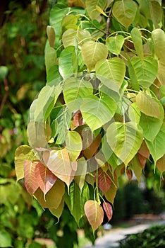 Bodhi Leaf from the Bodhi tree