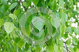 Bodhi Leaf from the Bodhi tree