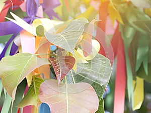 The Bodhi leaf with colour full of ribbon