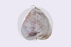 Bodhi leaf, Dry leaf on white
