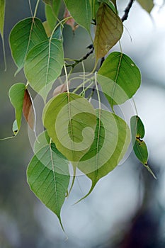 Bodhi leaf, green leaves in natural light, buddhist peoples symbolic as peace.