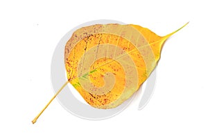 Bodhi leaf vein isolated on white background