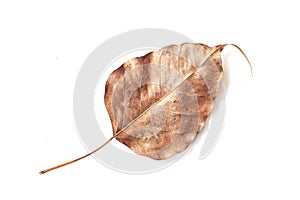 Bodhi leaf vein isolated on white background