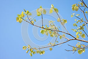 Bodhi leave on tree