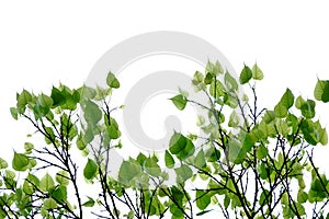 Bodhi leaves with branches on white isolated background for green foliage backdrop