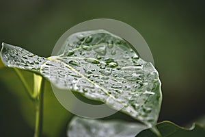 Bodhi leaves with water on the leaves after the morning rain.