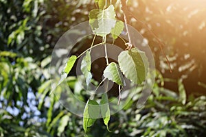 Bodhi leaves are worshiped in Brahmanism - Hinduism. In the morning, the focus can be selected.