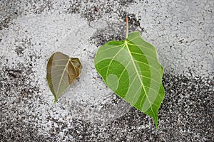 Bodhi or Peepal. Bodhi leaf on green grass background
