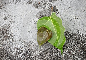 Bodhi or Peepal. Bodhi leaf on green grass background