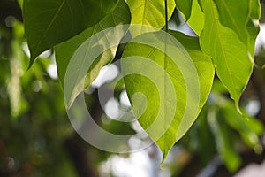 Bodhi or Peepal Leaf from the Bodhi tree with bokeh