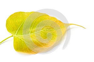 Bodhi or Peepal leaf on white background