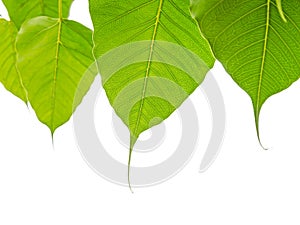 Bodhi or Peepal Leaves on white background